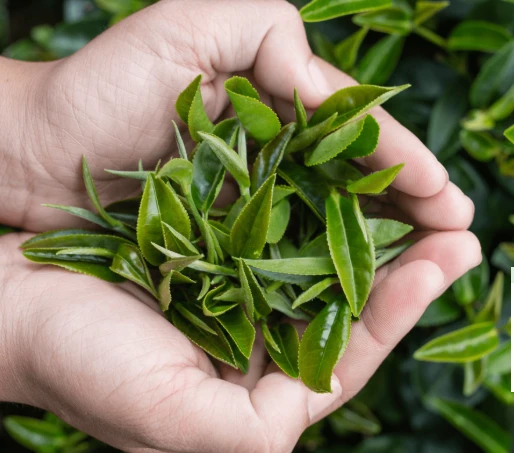 ReviTag Ingredient Epicatechin
